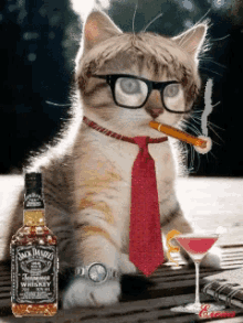 Jack Daniels Whiskey GIF - Jack Daniels Whiskey Boss Cat GIFs