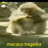 Macaco Tragedia GIF - Macaco Tragedia GIFs