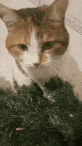 Kessi Kessio Cat GIF - Kessi Kessio Cat Cat GIFs
