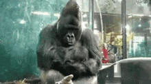 Gorilla Funny Animals GIF - Gorilla Funny Animals GIFs