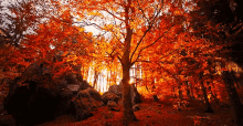 Sunset GIF - Fall Autumn Wind GIFs
