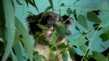 Eating The Future Of Koalas GIF