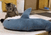Cat Muffins GIF - Cat Muffins Shark GIFs