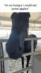 a horse behind a fence with the words " im so hungry i could eat some apples "