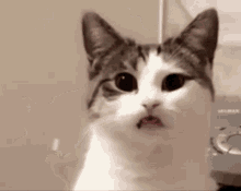 Cat Shocked GIF - Cat Shocked Stunned GIFs