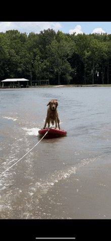 Waterski Dog Dog Skiing GIF - Waterski Dog Dog Skiing GIFs