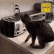 Funny Cat Toast GIF - Funny Cat Toast Pfsf1968 GIFs