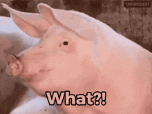 Pig What GIF - Pig What Huh GIFs