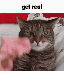 Cat Speed GIF - Cat Speed Sped Up GIFs