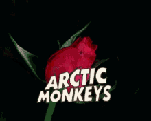 szeksz arctic monkeys helga rose flower