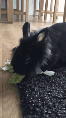 Bunny Rabbit GIF - Bunny Rabbit Eating GIFs
