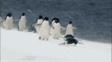 Snow Penguin GIF - Snow Penguin Snowmageddon GIFs