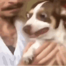 Dog Mr Bubz GIF - Dog Mr Bubz Warped Video GIFs