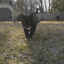 Fat Cat Hungry GIF - Fat Cat Hungry Wink GIFs