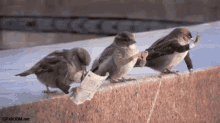 Birds With Arms Business GIF - Birds With Arms Business Birds GIFs