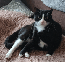 a black and white cat is laying on a couch