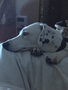 a dalmatian dog laying on a bed with a remote control in the background