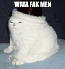 Cat Wtf GIF - Cat Wtf Watafak GIFs