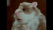 a close up of a brown and white hamster