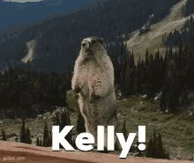 Kelly Btb GIF - Kelly Btb Kelly GIFs