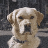 Kngf Assistentiehond GIF - Kngf Assistentiehond Blindengeleidehond GIFs