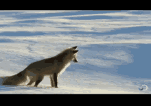 Fox Knows When The Beat Drops GIF - Fox Snow Jump GIFs