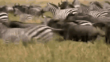Lion Vs. Zebra: Predator Vs. Prey On The African Plains GIF