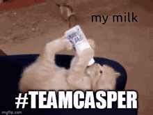 Teamcasper My Milk GIF - Teamcasper Teamcas My Milk GIFs