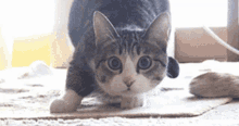 Cat Kitty GIF - Cat Kitty Wiggle GIFs