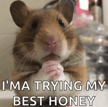 a picture of a hamster with a caption that says i 'm a trying my best honey