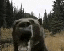Shocked Bear GIF