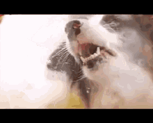 Dog Lick GIF - Dog Lick Window GIFs