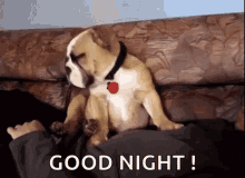 Goodnight Pug GIF - Goodnight Pug Dog GIFs