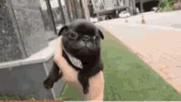 Cute pictures best sale of baby pugs