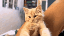 Papuchi Chupaelie GIF - Papuchi Chupaelie Cat GIFs