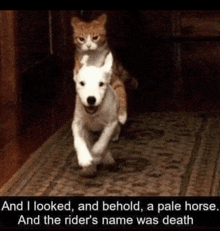 a cat is riding on the back of a stuffed dog ..