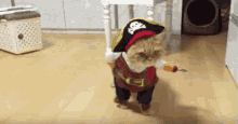 Pirate Kitty Says Give Me All Your Gold GIF