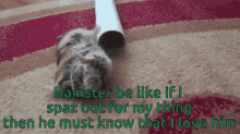Hamster Be Like GIF - Hamster Be Like If I GIFs
