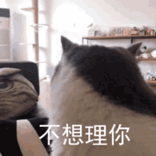 Dont Care Cat GIF