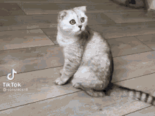 Cat Space GIF - Cat Space Space Cat GIFs