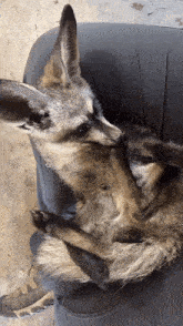 a fox is laying on a person 's lap and looking at the camera