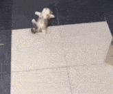 a cat is laying on its back on a tile floor