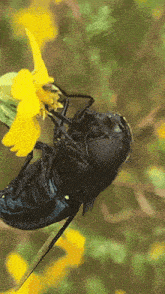 Mexican Cactus Fly Crystal Cove State Park GIF - Mexican Cactus Fly Fly Crystal Cove State Park GIFs
