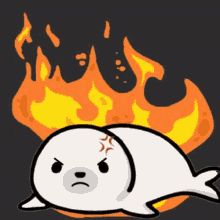 Angry Seal Cute Angry Cute GIF - Angry Seal Cute Angry Seal Angry Cute GIFs