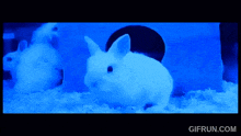 a blue screen with a gif run.com logo on it