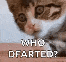 a kitten is sitting on a person 's lap with the words `` who farted ? '' written on it .