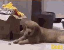 Dog Hypedog GIF - Dog Hypedog Happydog GIFs