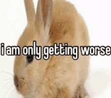 Bunny I Am Only Getting Worse GIF - Bunny I Am Only Getting Worse GIFs