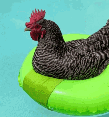 Chicken Swim Chicken GIF - Chicken Swim Chicken Chicken In Pool GIFs