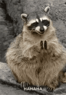 a raccoon is sitting on a rock with its paws on its knees and laughing .